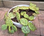 opuntia mesacantha schijf cactus winterhard, Ophalen of Verzenden, Zomer, Overige soorten, Volle zon