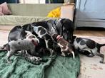 Duitse Staande Korthaar puppy's met stamboom, Dieren en Toebehoren, Overige rassen, 8 tot 15 weken, Meerdere, Meerdere dieren