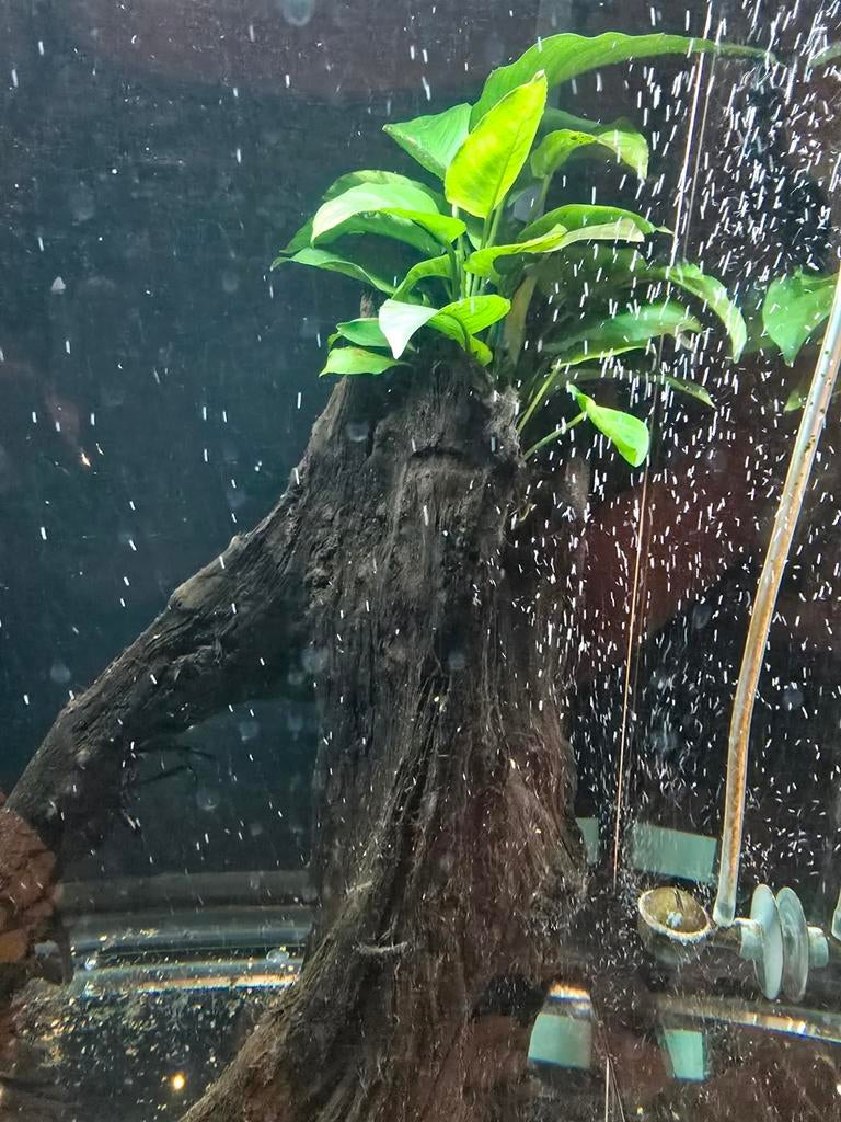 Anubias met hout x2, Dieren en Toebehoren, Vissen | Aquaria en Toebehoren, Ophalen, Plant(en), Steen of Hout