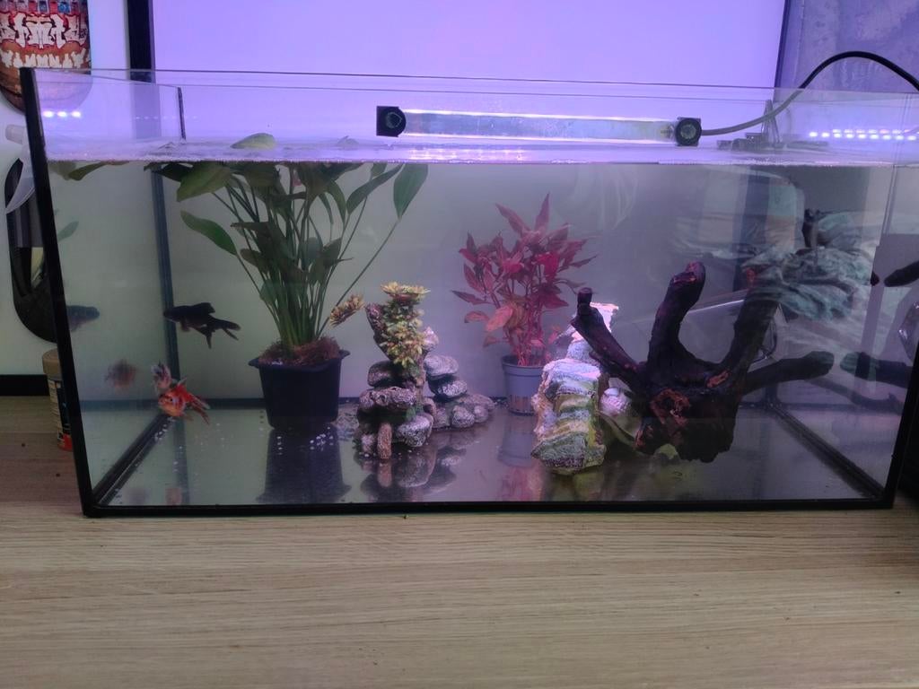 Aquarium met vissen 50 liter. 60cm, Dieren en Toebehoren, Vissen | Aquaria en Toebehoren, Ophalen of Verzenden, Inclusief toebehoren