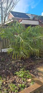 Grote winterharde Trachycarpus fortunei palmboom, Tuin en Terras, Volle zon, Vaste plant, Bloeit niet, Ophalen