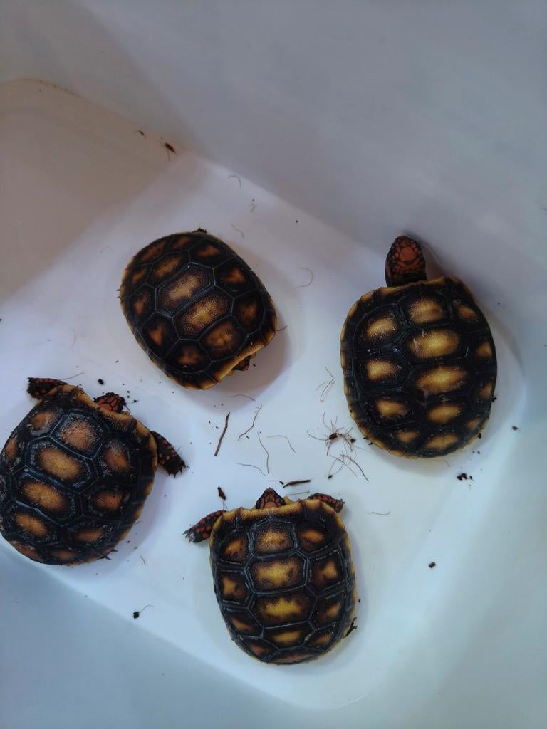 Kolenbrander schildpadjes, Amfibie, 0 tot 2 jaar