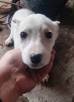 ALICE &  ELLEN ,  KLEIN FORMAAT, PUPS, GEZELSCHAPSHONDJES, Dieren en Toebehoren, Honden | Niet-rashonden, Particulier, 15 weken tot 1 jaar