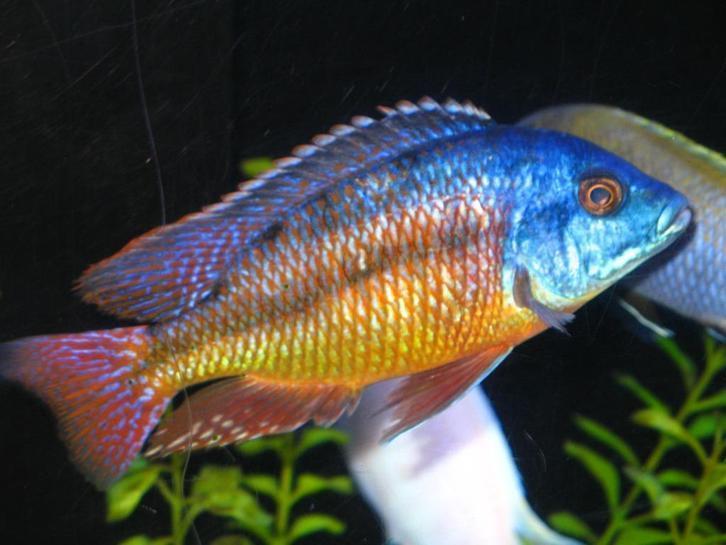 Cichlide, meer dan 50 verschillende soorten op voorraad, Dieren en Toebehoren, Vissen | Aquariumvissen, Vis