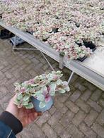 Ajuga Burgundy Glow plant, Ophalen, Overige soorten, Volle zon