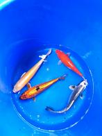 Israël koi 25-30 cm desgewenst bezorgd aan huis, Dieren en Toebehoren, Vissen | Vijvervissen, Karper of Koi