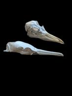 Lot vogel schedels, Verzenden, Zo goed als nieuw, Vogel, Schedel
