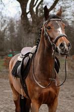 KWPN Merrie super karakter en mooie stamboom, Merrie, Springpaard, Met stamboom, Zadelmak