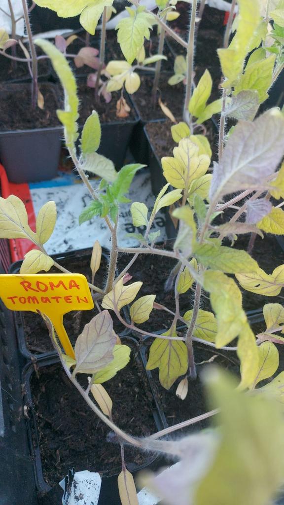 Roma tomaat, Ophalen, Eenjarig, Groenteplanten, Volle zon