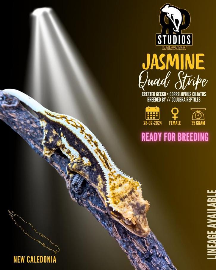 Wimpergekko vrouw Pinstripe