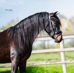 Davinciño YG PRE ter dekking, Hengst