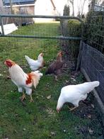 Twentse hoenders  / twents hoen, Kip