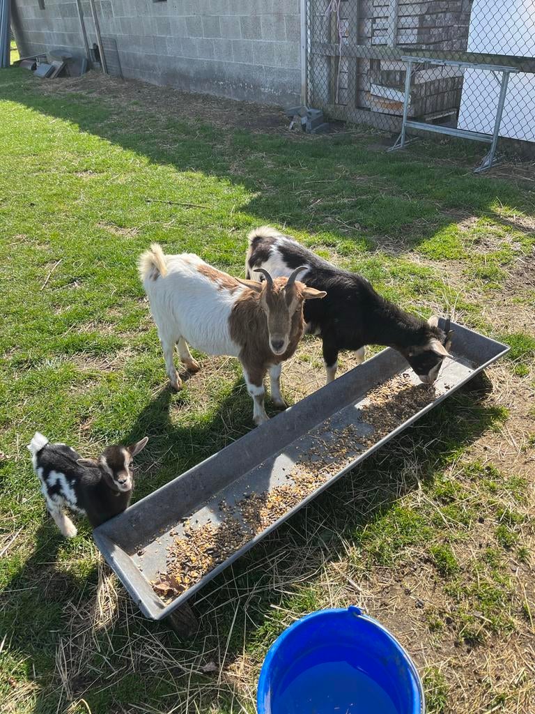 Jonge dwerggeitjes te koop, Dieren en Toebehoren, Meerdere dieren, Geit