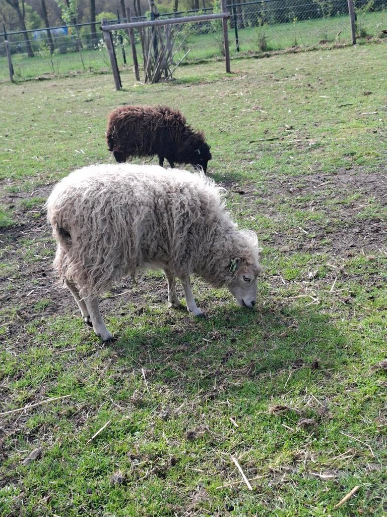 Stamboek ouessant ooien en eventueel ram, Dieren en Toebehoren, Vrouwelijk, Schaap