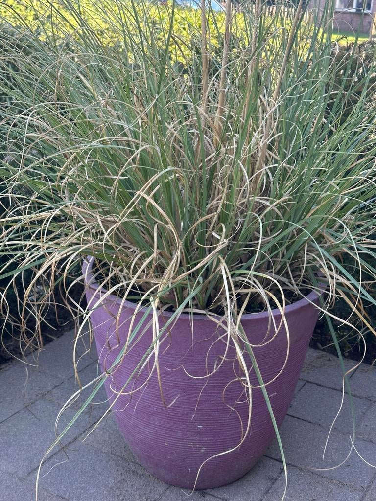 Te koop pampasgras, Ophalen of Verzenden, Overige soorten, Volle zon