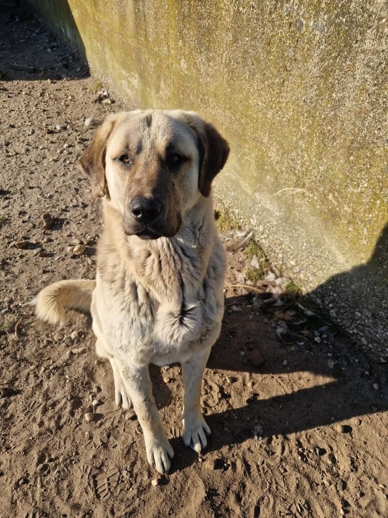 kangal, turkse herder, Reu, 1 tot 2 jaar, Eén hond, Herder