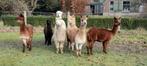 Bonte Alpaca kudde 5 stuks (Bruin, Wit, Fawn, Zwart, Beige), Dieren en Toebehoren, Overige Dieren, Augustus, Meerdere dieren