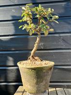 Bonsai Eleagnus (voor buiten), Tuin en Terras, Planten | Bomen, Bloeit niet, Overige soorten, Minder dan 100 cm, Ophalen