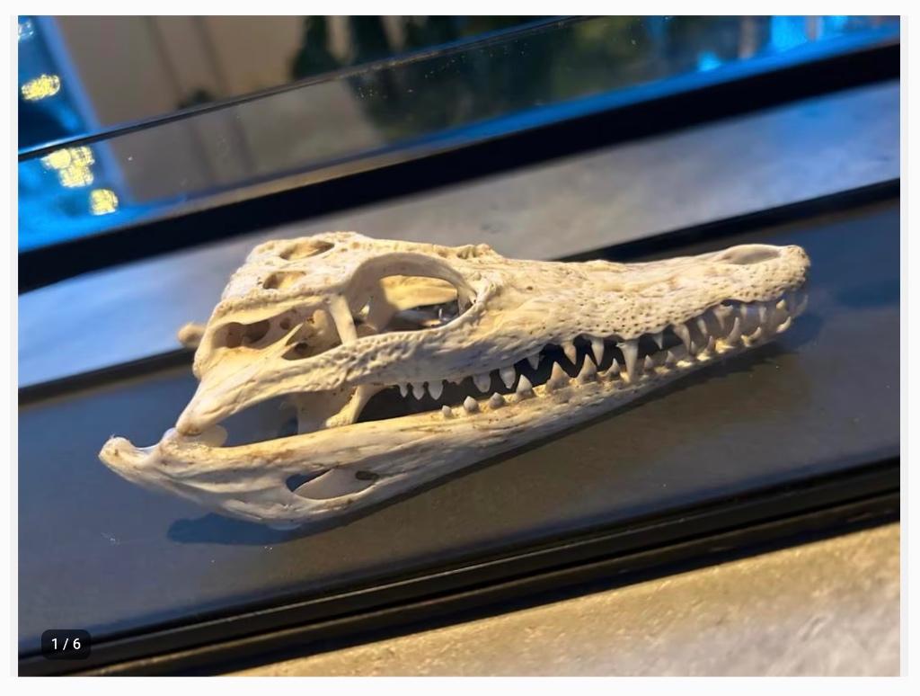 Siamese Krokodil Schedel 12 cm in vitrine + cites, Verzamelen, Dierenverzamelingen, Ophalen of Verzenden, Nieuw, Reptiel of Amfibie