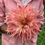 Dahlia Penhill Watermelon, Ophalen, Volle zon, Knol