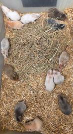 Jonge goudhamsters, Hamster, Januari, Meerdere dieren, Tam