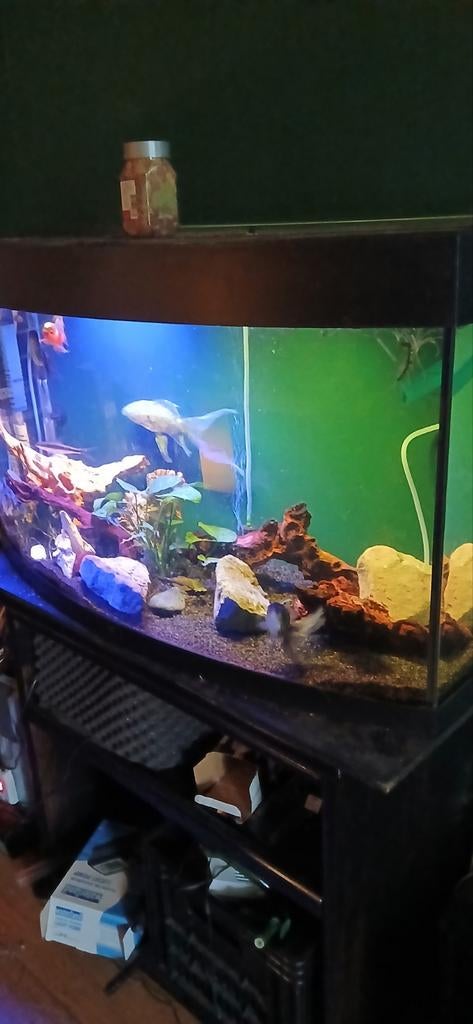 Juwel aquarium panorama, Dieren en Toebehoren, Vissen | Aquaria en Toebehoren, Ophalen, Gebruikt, Gevuld zoetwateraquarium, Inclusief vissen