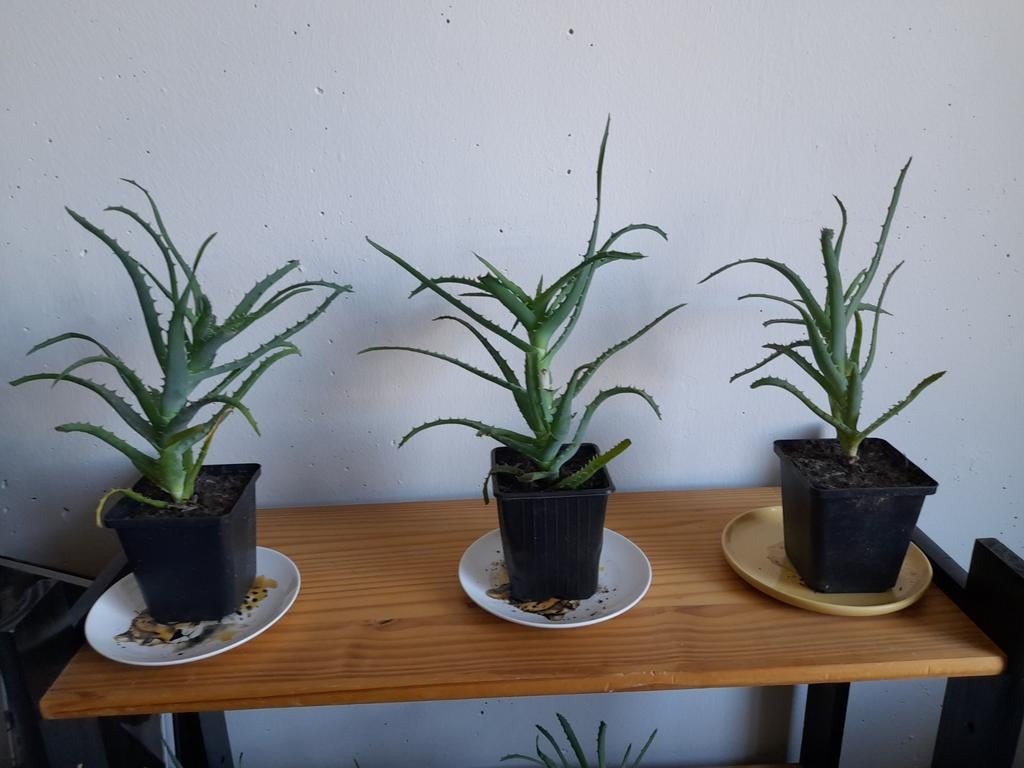 Grote Aloë stek, geworteld 3 euro, Ophalen, Overige soorten, Volle zon