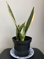 Sanseveria/vrouwentong, Ophalen, Overige soorten, Halfschaduw, Minder dan 100 cm
