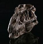 Tyrannosaurus Schedel / Dinosaurus Doodskop Anatomie Skull, Verzenden, Nieuw