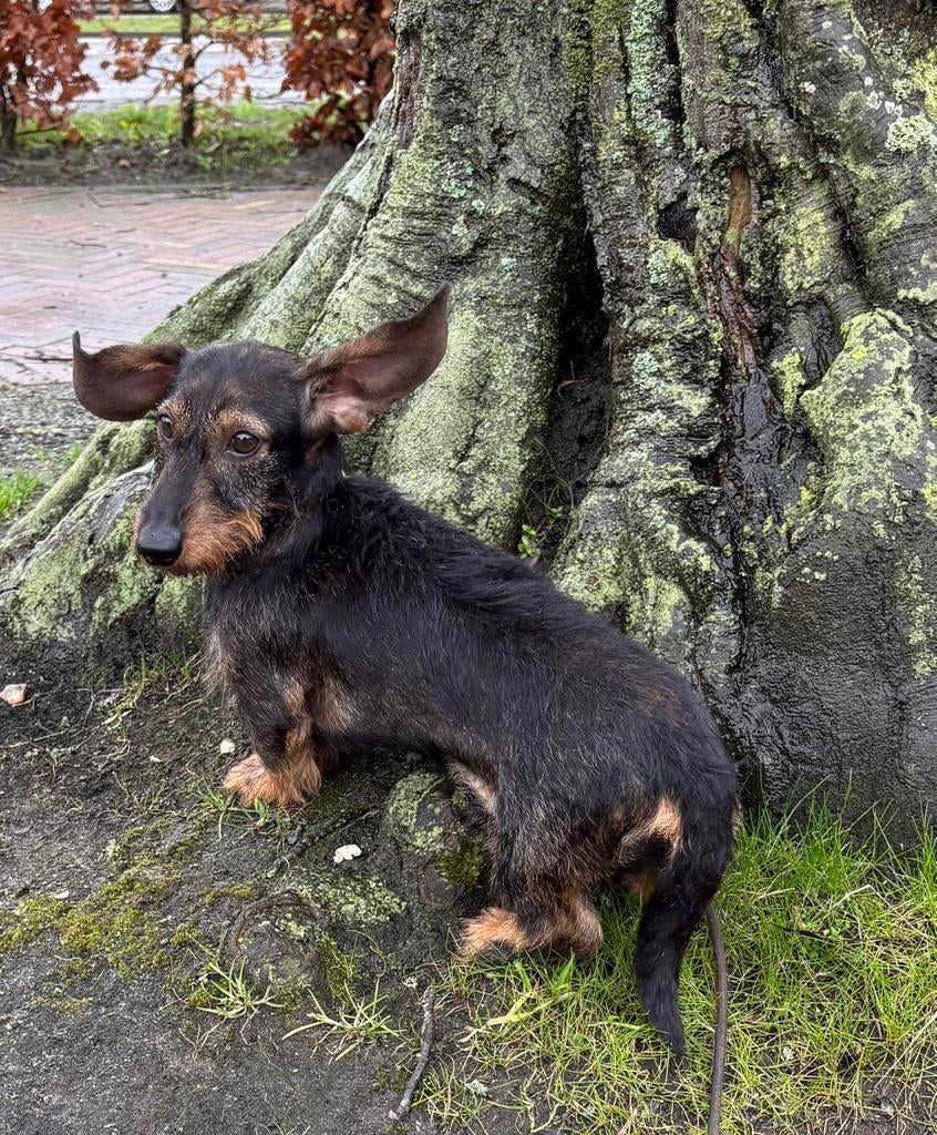 Klein ruwhaar kaninchen teckeltje, Dieren en Toebehoren, Honden | Teckels en Dashonden, Kaninchen, Reu, 1 tot 2 jaar, Parvo