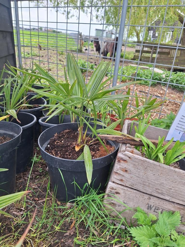 Trachycarpus takagii, Tuin en Terras, Planten | Tuinplanten, Ophalen of Verzenden, Overige soorten, Volle zon