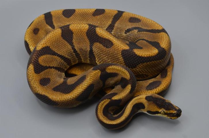 Verschillende Python regius mannen te koop, Dieren en Toebehoren, Reptielen en Amfibieën, Slang, Tam