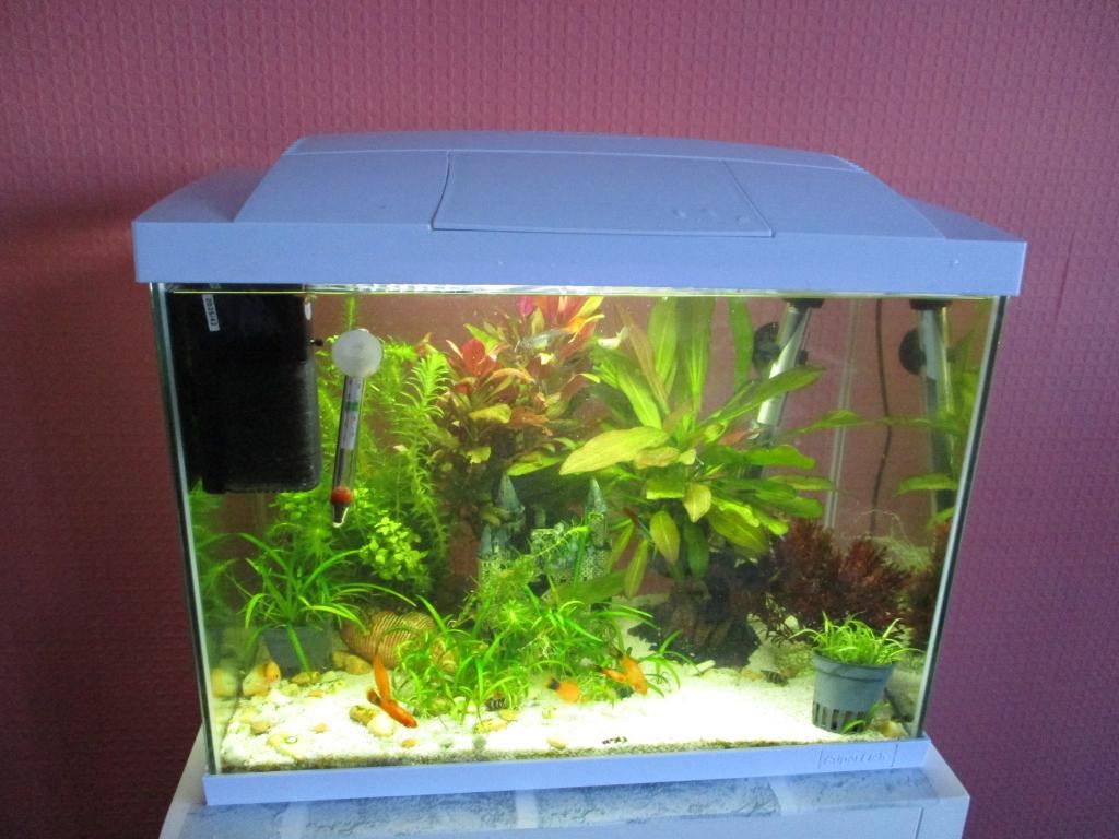 Super Fish aquarium van 45 liter., Ophalen, Inclusief vissen, Superfish, Gevuld zoetwateraquarium