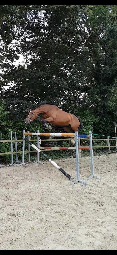 Lieve elite merrie, fokmerrie, weidemaatje, draagmerrie, Dieren en Toebehoren, Merrie, L, 165 tot 170 cm, 11 jaar of ouder