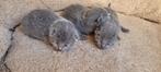 Blauwe rus kittens met neocat stamboom, Dieren en Toebehoren, Ophalen