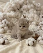 Zeldzame britse Lynxpoint kittens – geboren 9 februari 🤍, Dieren en Toebehoren, Meerdere dieren, 0 tot 2 jaar