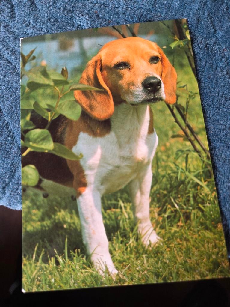 Vintage ansichtkaart: Beagle hond in het gras, Ophalen of Verzenden, 1960 tot 1980, Ongelopen, Hond of Kat