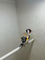 Majoor putter, Dieren en Toebehoren, Mannelijk, Wildzangvogel