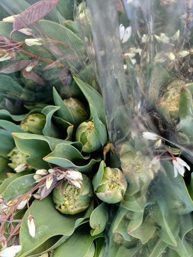 Pioen tulpen, Ophalen, Eenjarig, Overige soorten, Volle zon