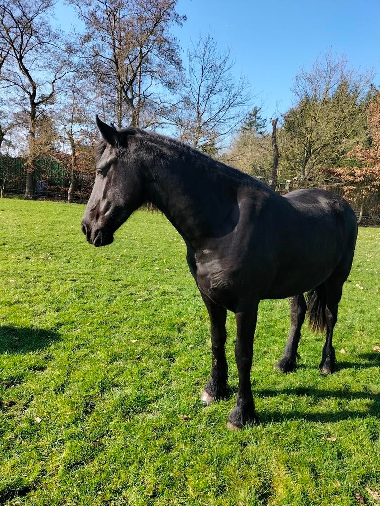 Lieve Fries Friese twenter merrie  van stendert 447, Dieren en Toebehoren, Merrie, 0 tot 2 jaar