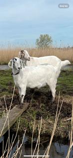 GEZOCHT: vrouwelijke geitenlammetjes / jonge geitjes, Dieren en Toebehoren, Vrouwelijk, Geit