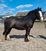 **HELE KNAPPE & LIEVE  GROTE TINKER RUIN**, Ruin, 3 tot 6 jaar, Onbeleerd, Recreatiepony