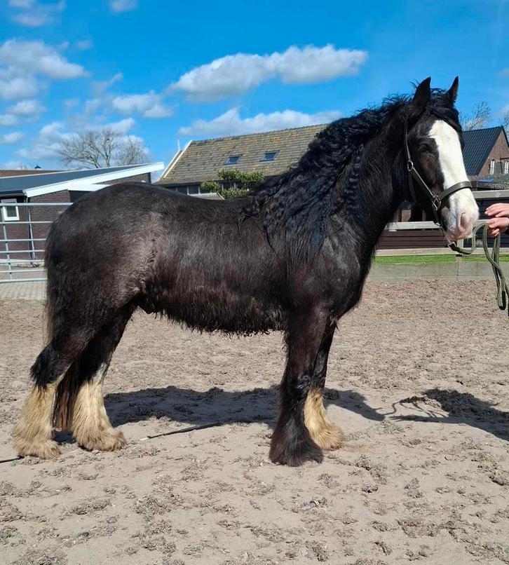 **HELE KNAPPE & LIEVE  GROTE TINKER RUIN**, Dieren en Toebehoren, Pony's, Ruin, Onbeleerd, E pony (1.48m - 1.57m), Recreatiepony