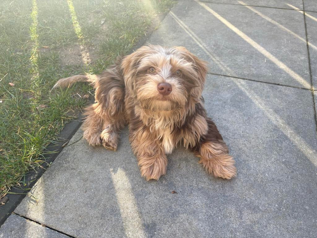 Dekreu lowen, Parvo, 15 weken tot 1 jaar, Reu, Eén hond