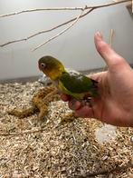 Jonge Agaporniden, Meerdere dieren, Parkiet, Tam