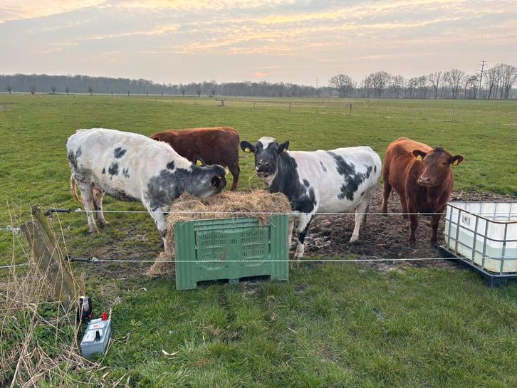 Runderen te koop, Dieren en Toebehoren, Runderen, Vrouwelijk