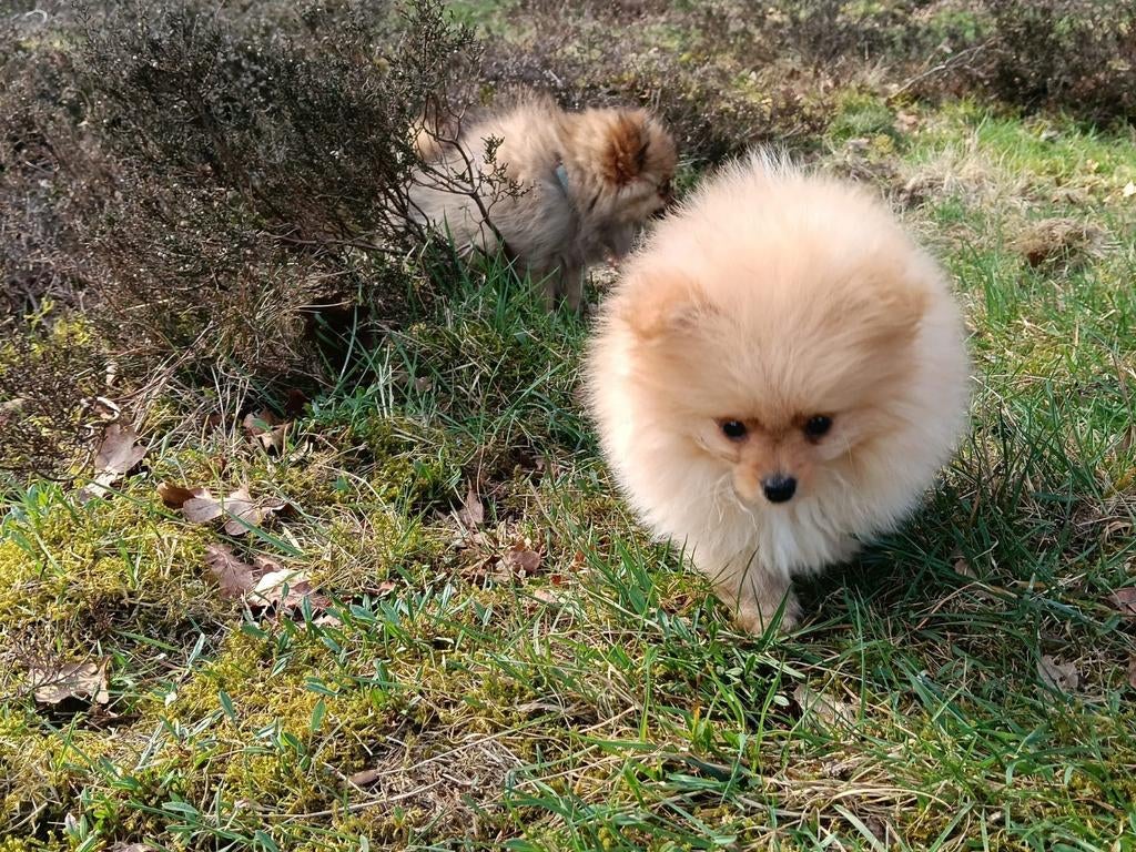 Mini Pomeriaan pup, Dieren en Toebehoren, Honden | Poolhonden, Keeshonden en Oertypen, Parvo, 15 weken tot 1 jaar, Overige rassen
