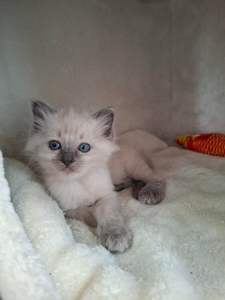 Ragdoll kittens met stamboom, Meerdere dieren, Met stamboom, 0 tot 2 jaar