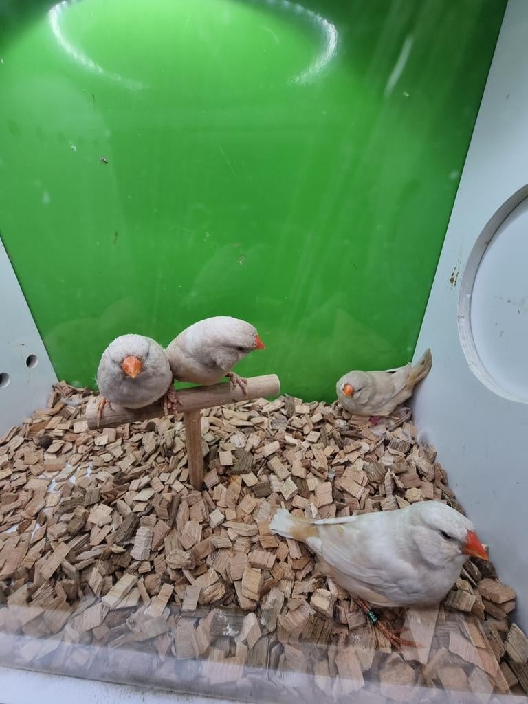 Te koop 4 poppen pastel oranje split charcoal, Vrouwelijk