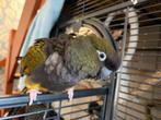 Patagonische rotsparkiet evt met kooi, Vrouwelijk, Papegaai